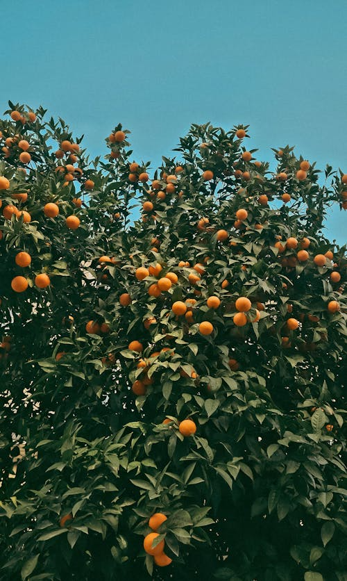Lorem Ipsum